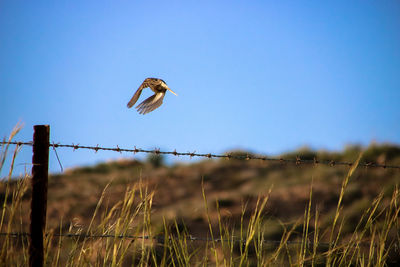 Bird flying in sky