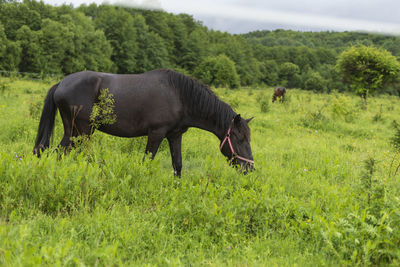 Beautiful mountain horse grazes grass on green meadow on cloudy summer day