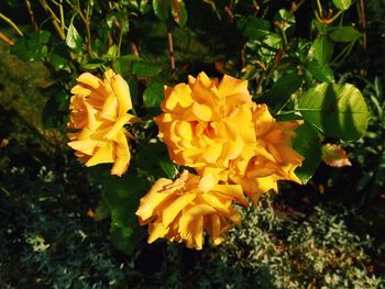 Close-up of yellow flower