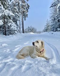 Dog relaxing on snow field