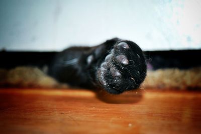 Close-up portrait of black dog at home