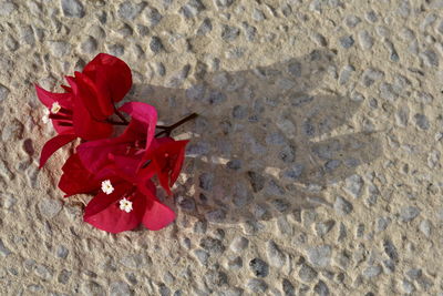 Close-up of red flower on sand