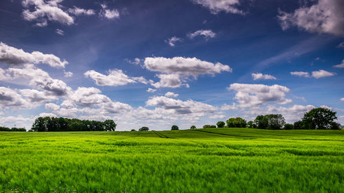 Scenic view of agricultural field against sky