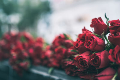 Close-up of red roses