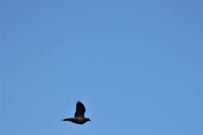 Low angle view of bird flying against blue sky