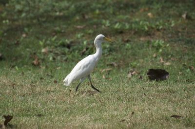 Bird perching on a field