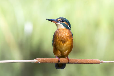 Close-up of kingfisher perching on plant