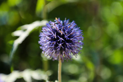 Close-up of purple flowering plant