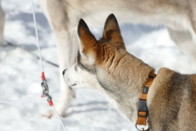 Close-up of sled dog in the snow in germany