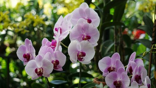 Close-up of pink flowers