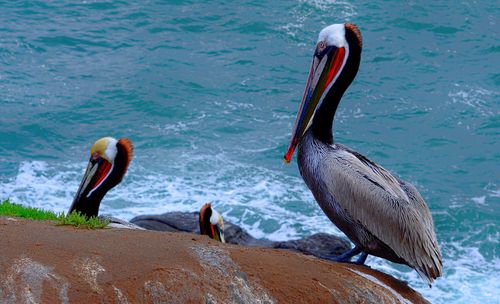 View of birds on beach