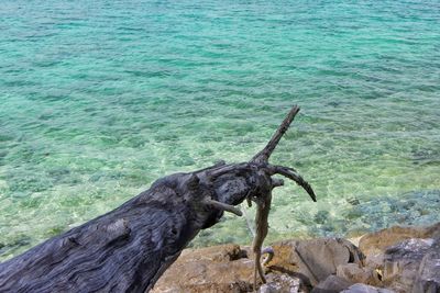 Close-up of lizard on sea shore