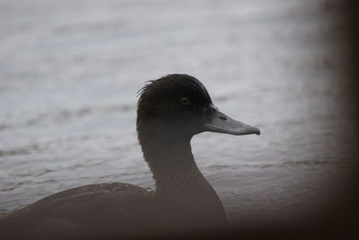 Close-up of duck drinking water