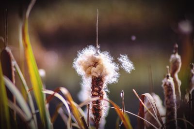 Autumn colors bullrushes by the lake 