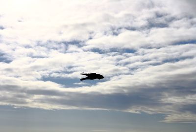Low angle view of airplane flying in sky