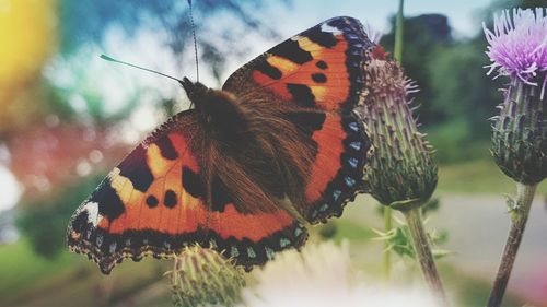 Close-up of butterfly pollinating on flower