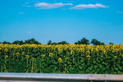 Scenic view of oilseed rape field against blue sky