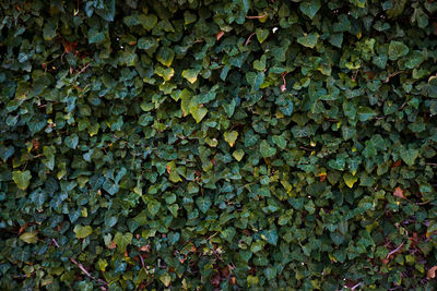 Full frame shot of autumn leaves