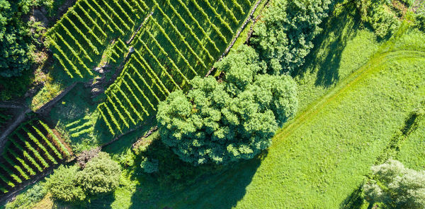 High angle view of trees growing on field