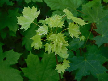 High angle view of leaves on plant