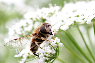 Close-up of insect on flower