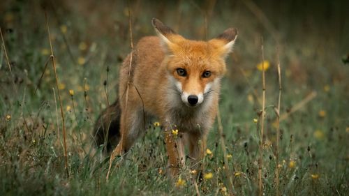 Portrait of an animal on field