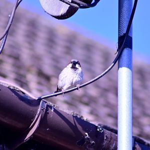 Close-up of bird perching on metal