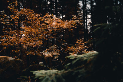 Close-up of autumn leaves in forest