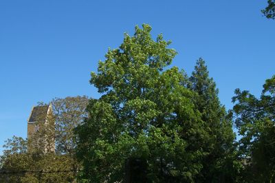 Low angle view of trees against clear blue sky