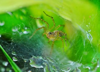 Close-up of spider on web