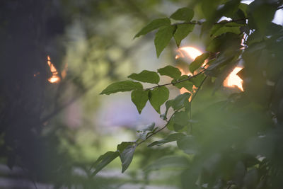 Low angle view of plant against blurred background