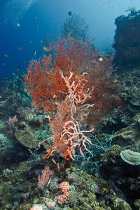 Fish swimming in sea