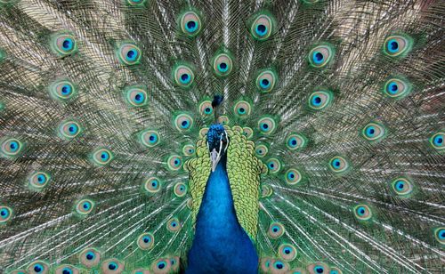 Close-up of peacock