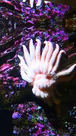 Close-up of coral in sea