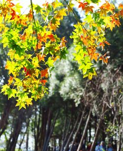 Low angle view of tree