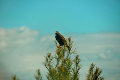 Bird on plant against sky