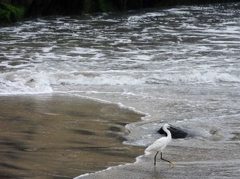 High angle view of seagull on beach