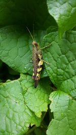 Close-up of butterfly on leaf