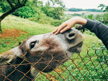 Boy stroking donkey