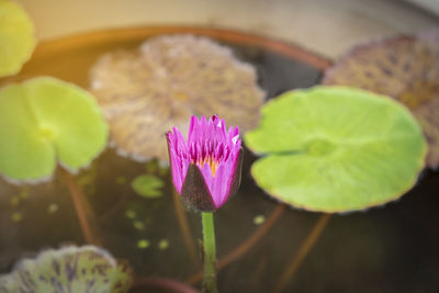 Close-up of purple lotus water lily