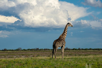 Giraffe standing on field against sky