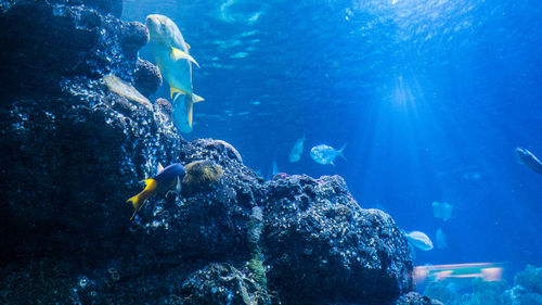 Close-up of fish swimming in sea