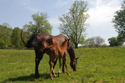 Horse in a field