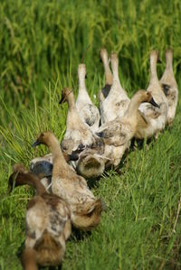 Close-up of ducks on field