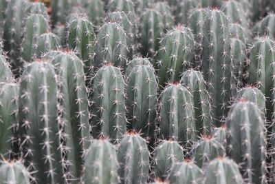 Full frame shot of succulent plants