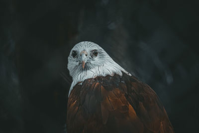 Close-up of eagle against blurred background