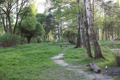 Trees growing in forest