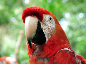 Close-up of parrot