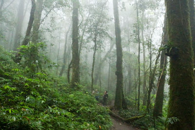 Scenic view of forest