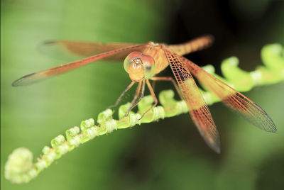 Close-up of insect on plant